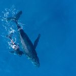 Humpback whales photographed from above with aerial drone off the coast of Kapalua, Hawaii