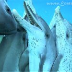 playful-pod-1536x864